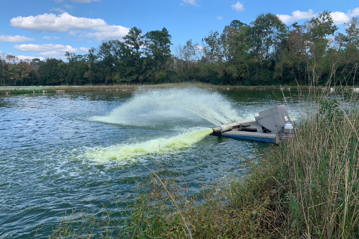 What Happened in This Louisiana Wastewater Pond?